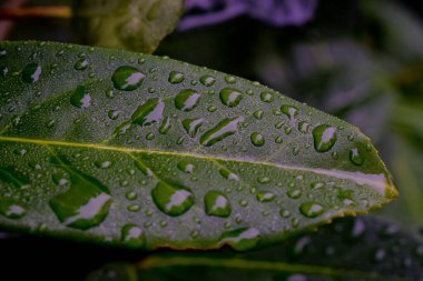 Yeşil yaprağın üzerine su damlalarını yakın. Doğa geçmişi. Seçici odak.