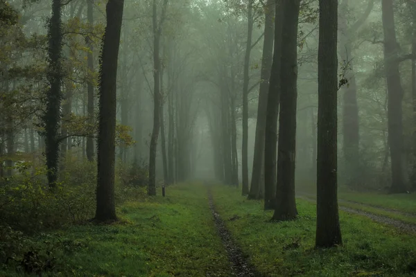 Path through the autumn forest with fog and trees in the foreground.