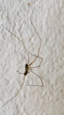 Duvardaki örümcek..
