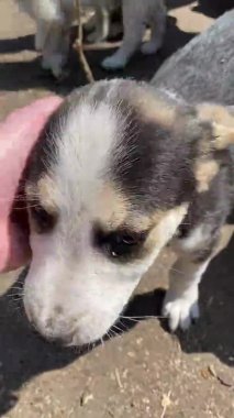 Yavru köpekler. Parktaki köpek