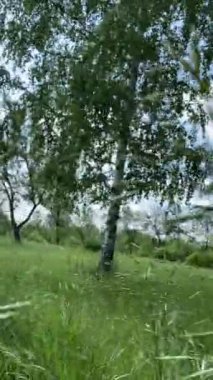 Ormanda yeşil yapraklar. Ağaçlar