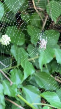 Örümcek ağda, Flora