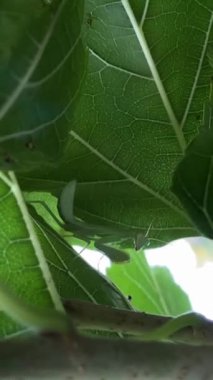 Yeşil bir yaprağın üzerindeki peygamber devesinin yakın çekimi..