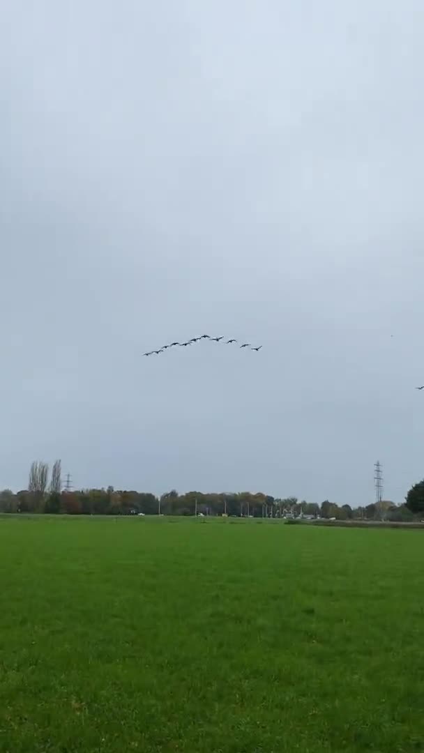 一群鸟儿在天空中飞翔 — 图库视频影像