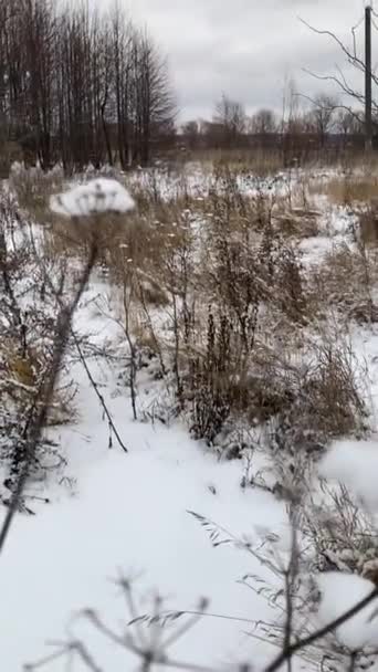 Снег Ветви Деревьев Лесу — стоковое видео