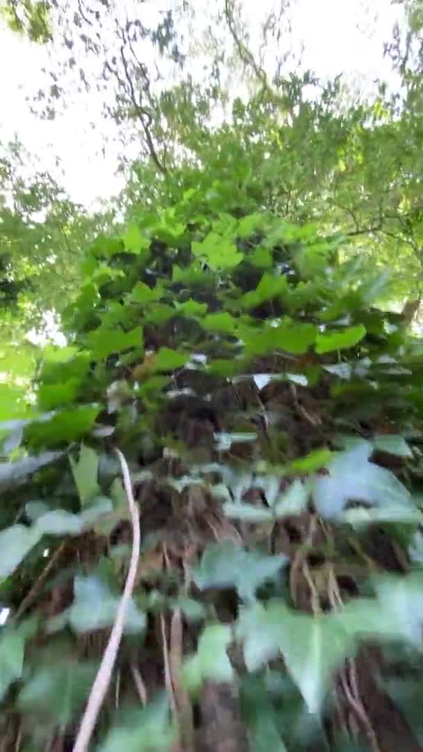 Folhas Verdes Floresta — Vídeo de Stock