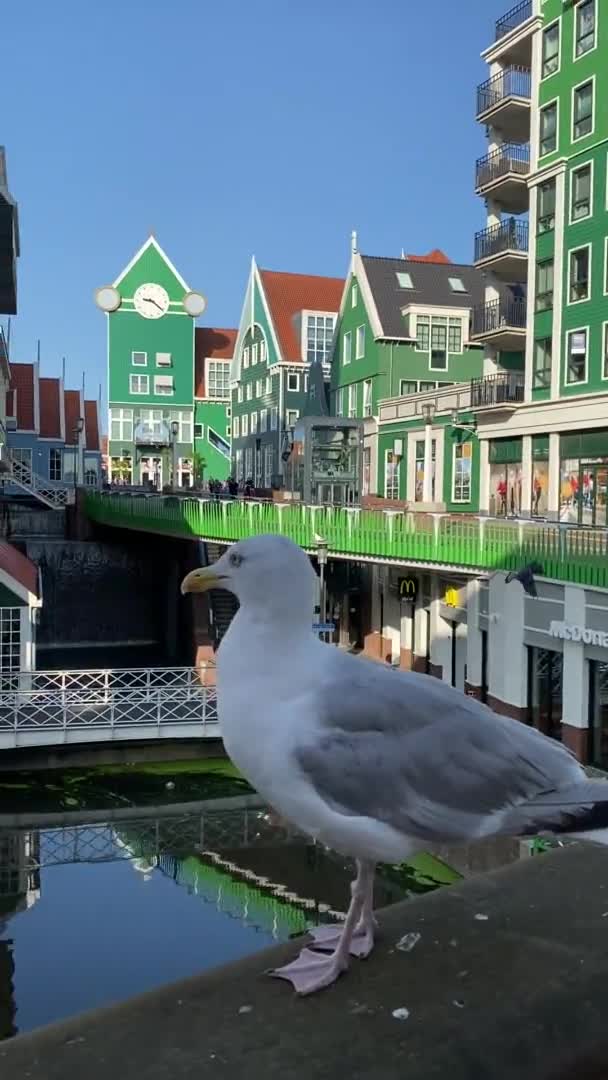Die Stadt Zaandam Den Niederlanden Möwe Auf Dem Hintergrund Der — Stockvideo