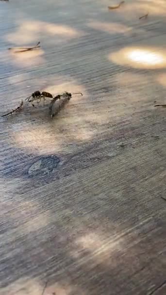 黄蜂猎取蜻蜓 — 图库视频影像