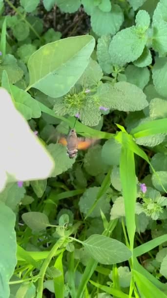 정원에 나방은 날아갑니다 — 비디오