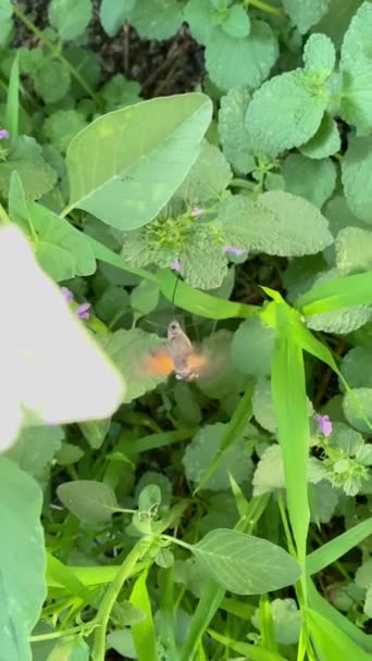 나방은 날아갑니다 정원에서 — 비디오