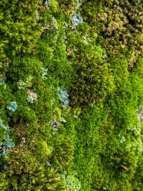 Ağaçta yeşil yosun, yeşil yosun dokusuna yakın plan.