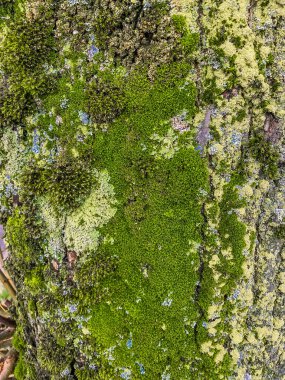 Yaşlı bir ağacın kabuğunda yeşil yosun. Doğal arkaplan.