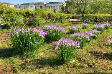 İlkbaharda şehir parkında çiçek açan güzel süsen çiçekleri