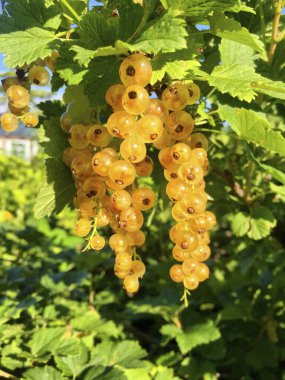 green currant berries in the garden
