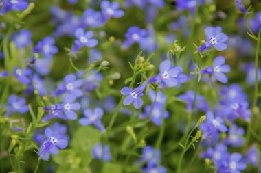 Bahçedeki küçük mavi çiçekler. Bahar arka planı. Yakın plan..