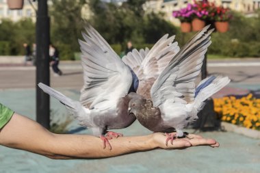 Şehir parkındaki güvercinler avucunun içinde.