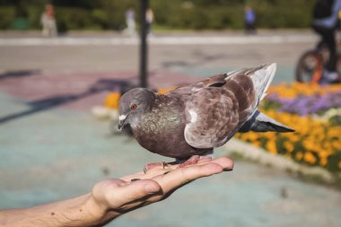 Parkta avucunun içinde oturan güvercin.