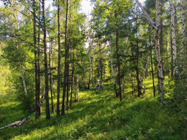 Huş ağacında yaz manzarası batan güneşin ışınlarında