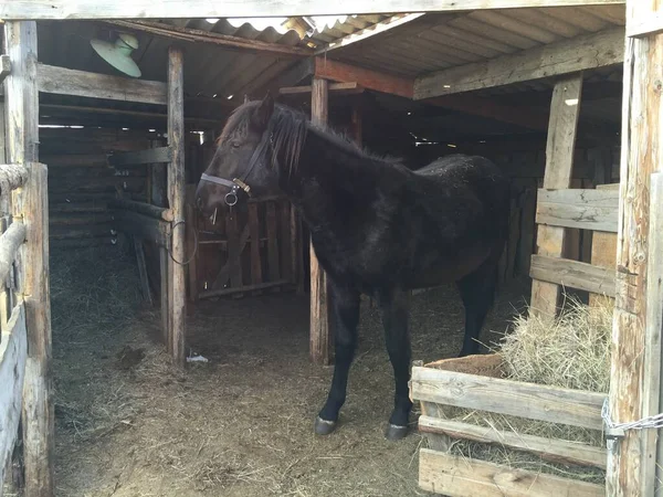 Horse in the stable. Beautiful black horse on the farm.
