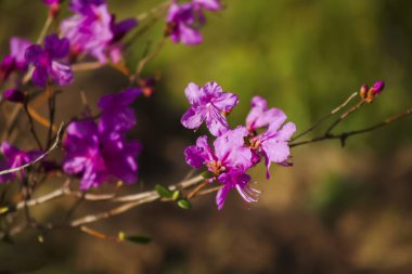Bahar bahçesinde açan pembe rhododendron çiçekleri. Bagulnik.