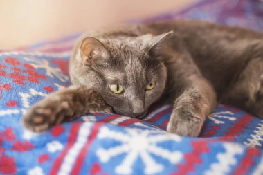 Yatakta yatan güzel mavi kedi. Sığ alan derinliği.