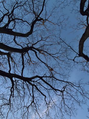 Silhouette of bare tree branches against the blue sky. Background