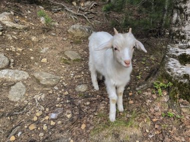 Keçi, ormanda yerde duruyor. Ormandaki keçi