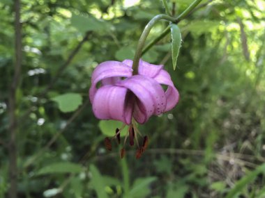 Bahçede mor zambak çiçeği. Lilium bulbiferum