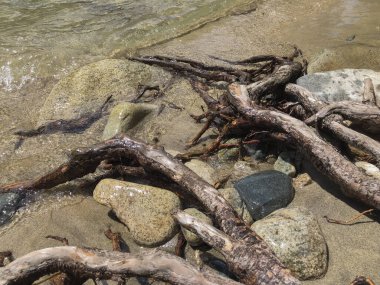 Yazın bir dağ nehrinin kıyısında kurumuş ağaç dalları.