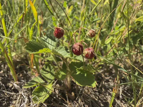 strawberries in the field, close-up of wild strawberry