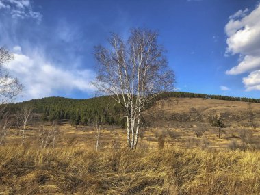 Yamaçtaki huş ağacı ormanı. Altai, Sibirya, Rusya