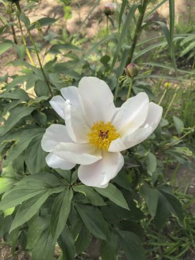 Bahçedeki yeşil yapraklı beyaz şakayık çiçeği