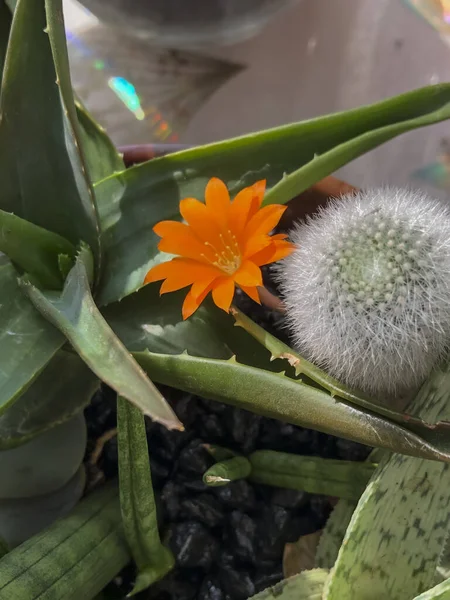Cactus with orange flower in a pot, closeup of photo