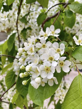 İlkbaharda açan elma ağacının dallarında beyaz çiçekler