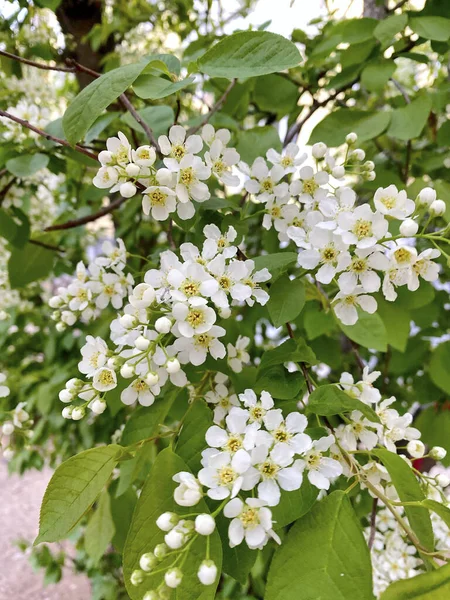 White flowers of bird cherry on the branches of a tree in spring
