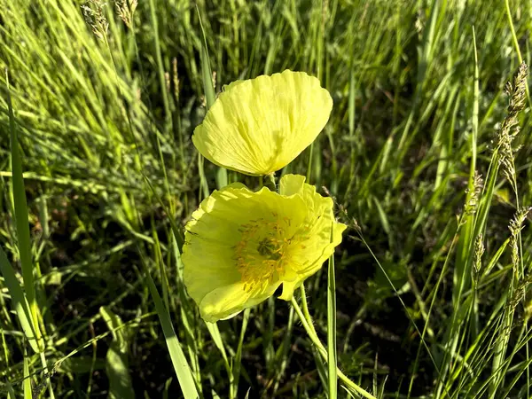 Poppy flower in the meadow. Yellow poppy flower close-up.