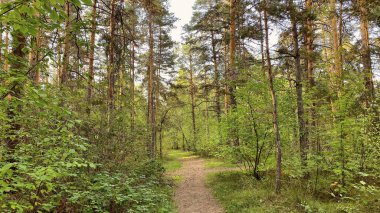 Yazın ormanda bir patika. Ağaçlı güzel yaz manzarası.