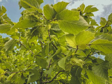 Mavi gökyüzünde fındık ağacının yeşil yaprakları
