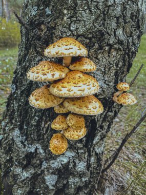 Sonbahar ormanında ağaçtaki mantarlar. Seçici odak.