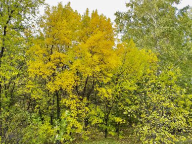 Ormanın sonbahar manzarası bulutlu bir günde sararmış ağaçlarla