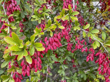 Berberis vulgaris, diğer adıyla böğürtlen veya sadece böğürtlen..