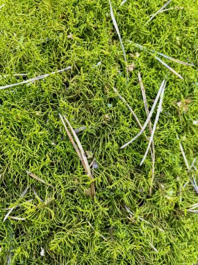 Ormanda yerde yeşil yosun var, yakın plan..