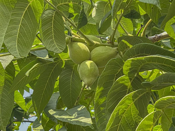 Walnut tree with unripe green walnuts on it. Manchurian walnut