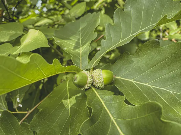 Acorns on oak tree in summer. Oak leaves and acorns.