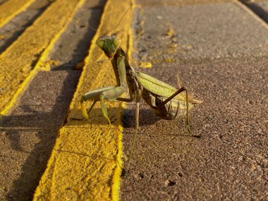 Peygamber devesi (Mantid dini) yolda