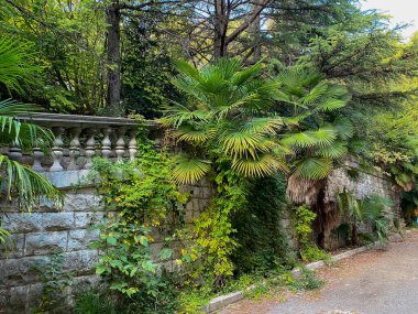 Palmiye ağaçları ve taş kiremitleri olan tropik bir bahçe..