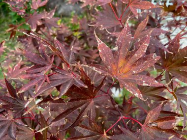 Sonbaharda bir ağacın sonbahar yapraklarına yakın..