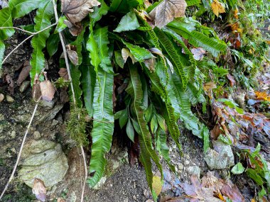 Adanın yağmur ormanlarında eğrelti otları 