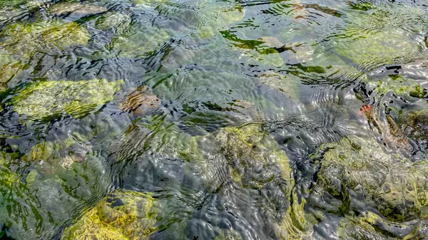 Nehrin berrak sularının yakın görüntüsü.