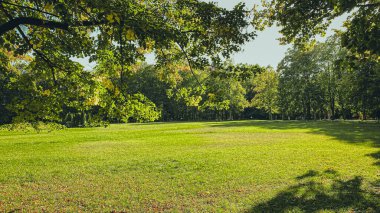 Parkta yeşil çimenler, ön planda ağaçlar ve çimenler..
